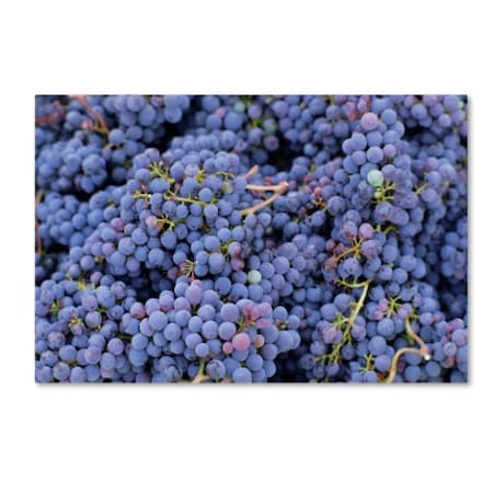 Robert Harding Picture Library 'Grapes 2' Canvas Art,22x32